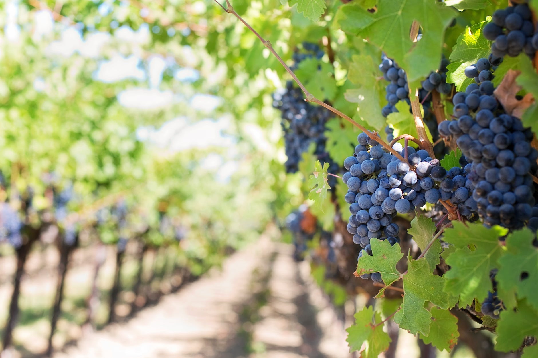 Dundee Oregon Wineries: Complete List &amp; Reviews – A Taste Of Dundee