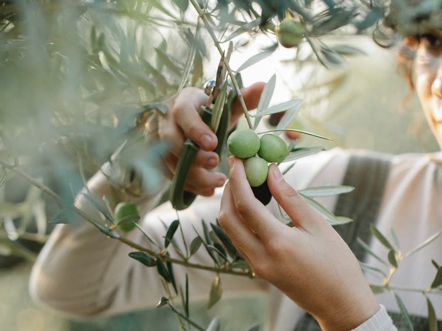 Picking olives